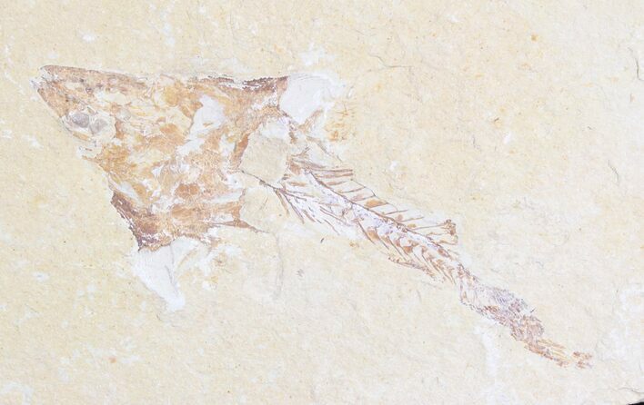 Fossil Coccodus (Crusher Fish) - Lebanon #28198